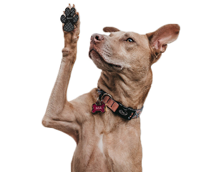 4PCS Dog Anti Slip Pad Breathable Foot Pad Disposable Pet Foots Mat Prevent Slip Waterproof Protector Avoid Dogs Slipping