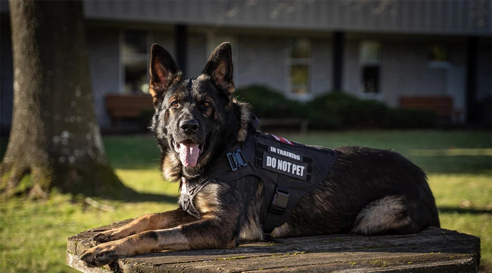Battle-Ready K9 Vest & Leash Set – Street Armor For Power Dogs