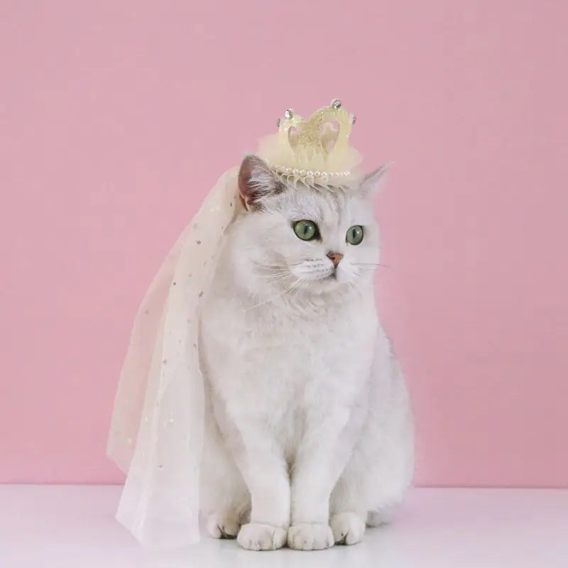 Pet Dog Birthday Party Dog Hat Candy Color Dot Lace Cat Bib Suit Cute Small Medium Dogs Costume Cap Pet Products Accessories