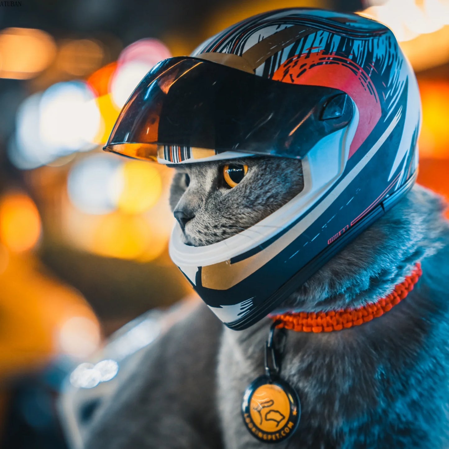 DIY Pet Helmets,Cat Helmet,Dog Helmet-Outdoor Mini Head Protecting Safe Hat,Pet Photo Props Accessorie,Mini Motorcycle Helmet - Premium pet helmet from Lizard Vigilante - Just $42.99! Shop now at Lizard Vigilante