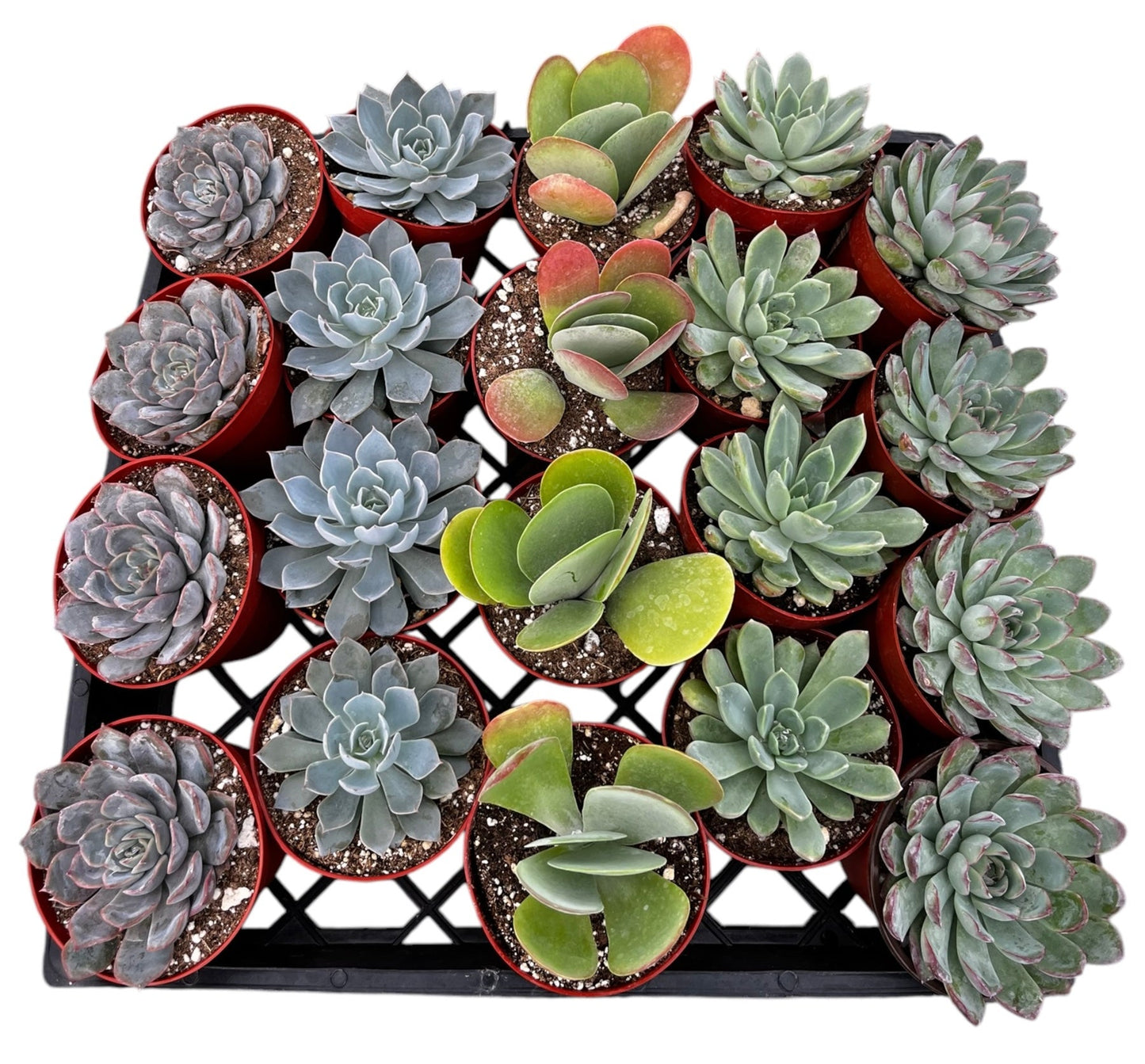 Bulk 4 inch Succulent Plants