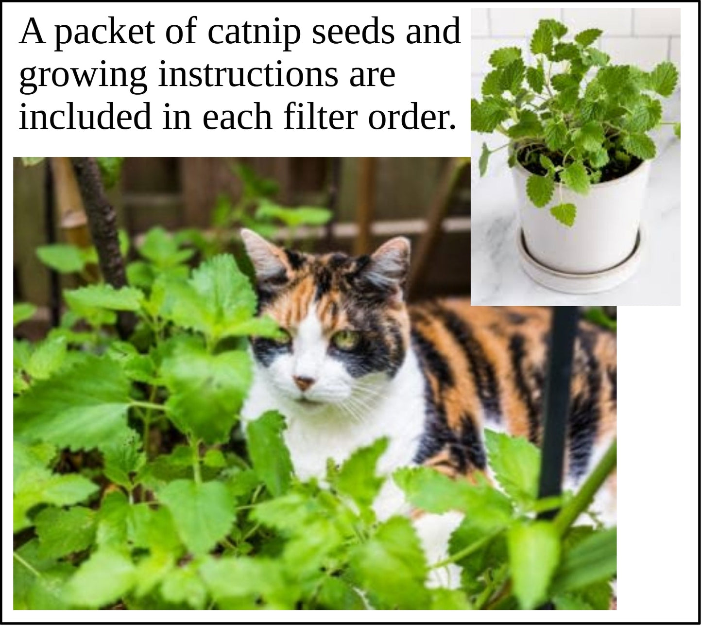 Air Purifier + Dome Adapter Bundle