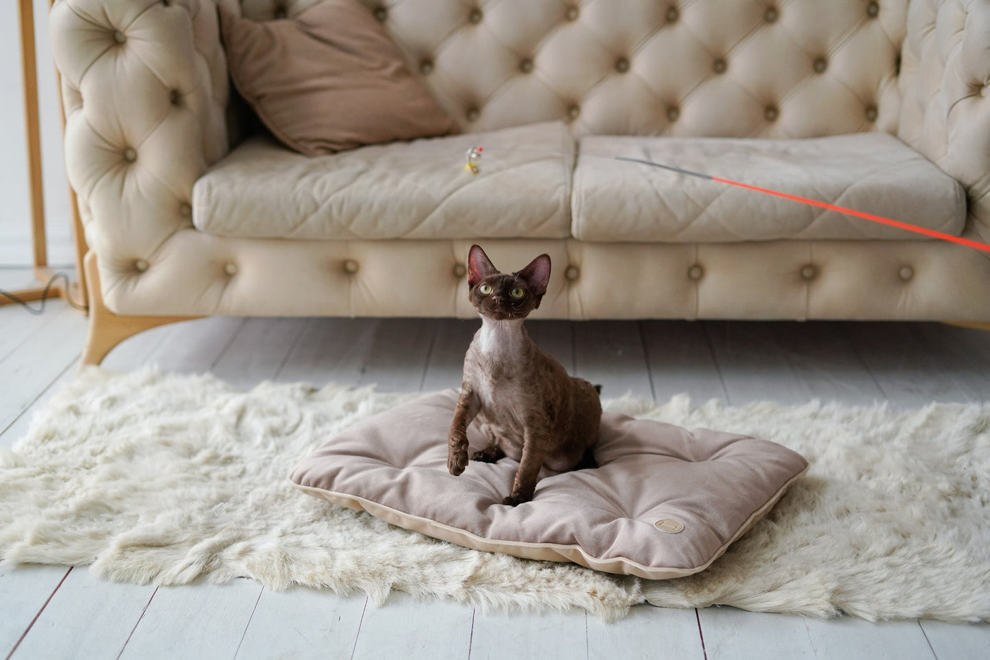 Tomas Pillow for Cats