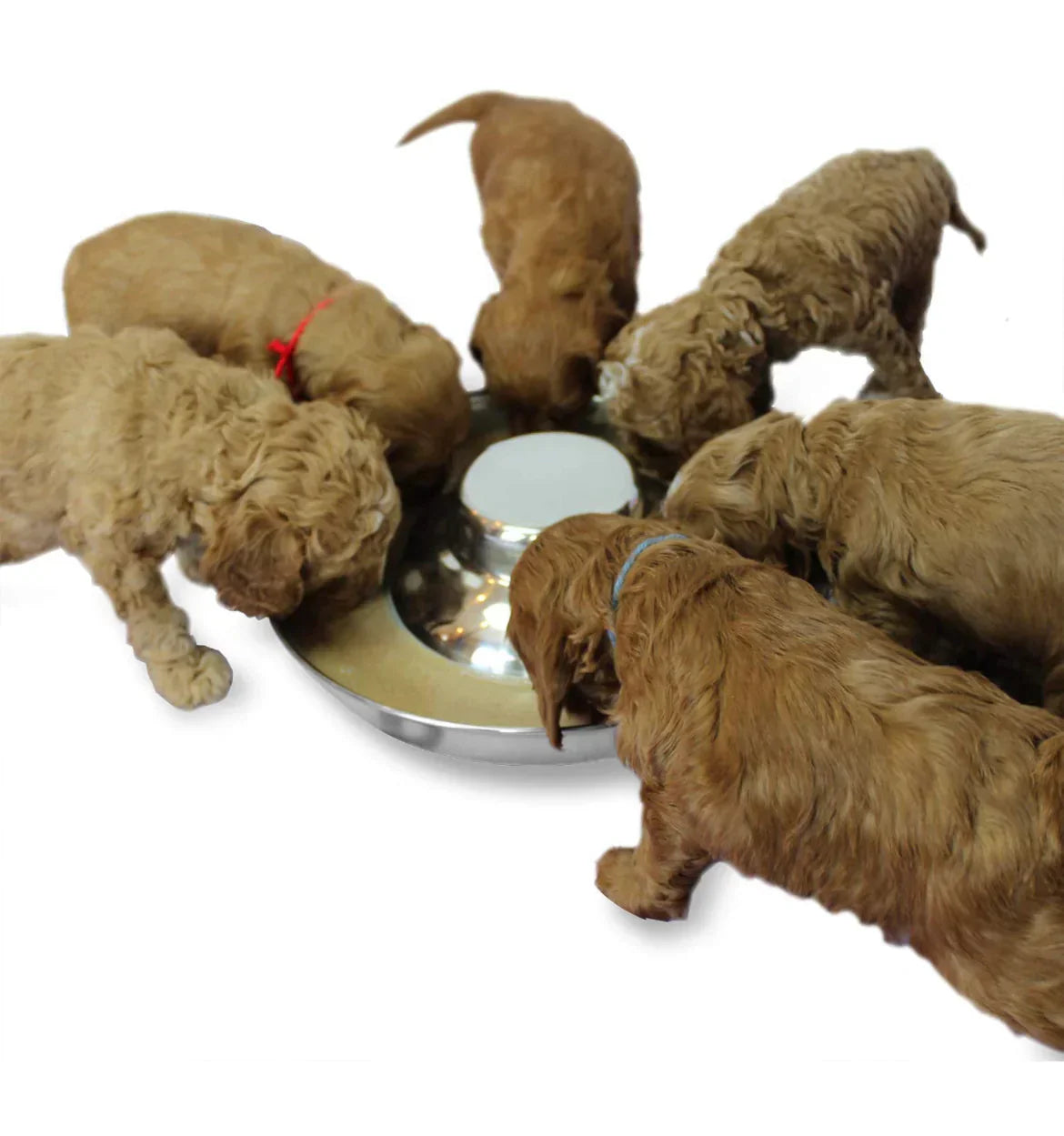 Stainless steel Weaning puppy food bowls
