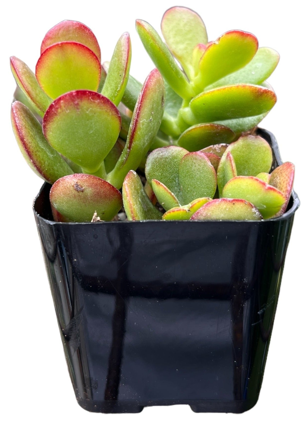 Jade Plant