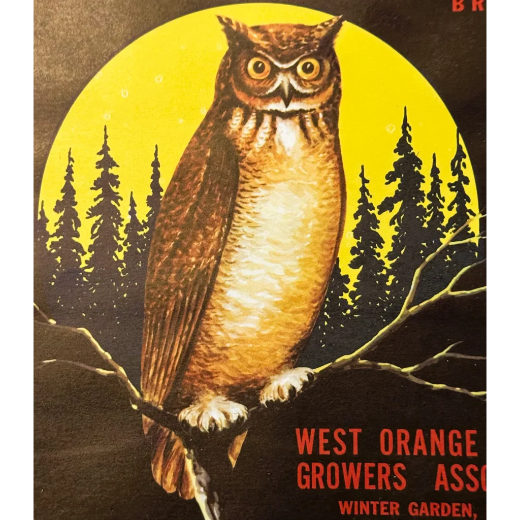 Moonlit Owl Graces Vintage Florida Citrus Crate Label