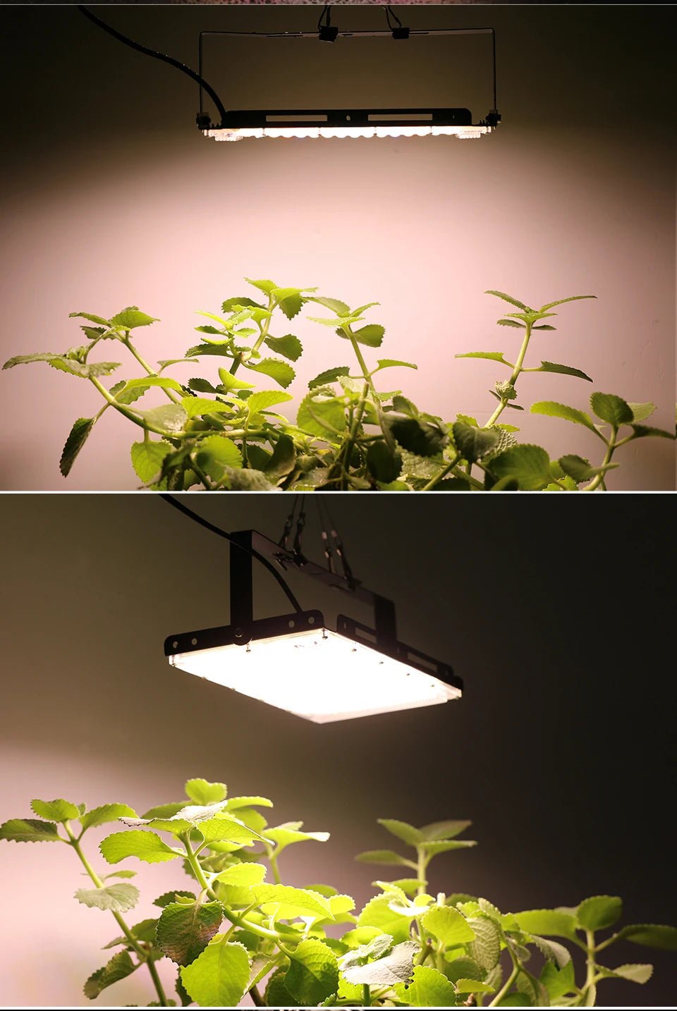 Photosynthesis Overlord: The 50W - 150W LED Grow Light That Turns Plants Into Beasts - Lizard Vigilante