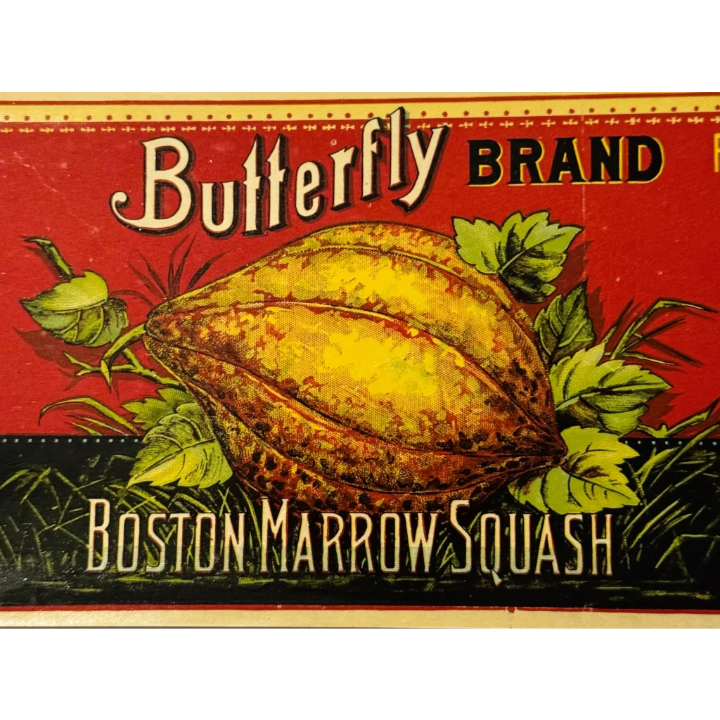 Rare Antique 1890s Butterfly Boston Marrow Squash Label Unearthed