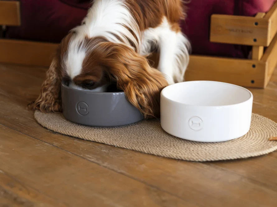 Ceramic Pet Bowl