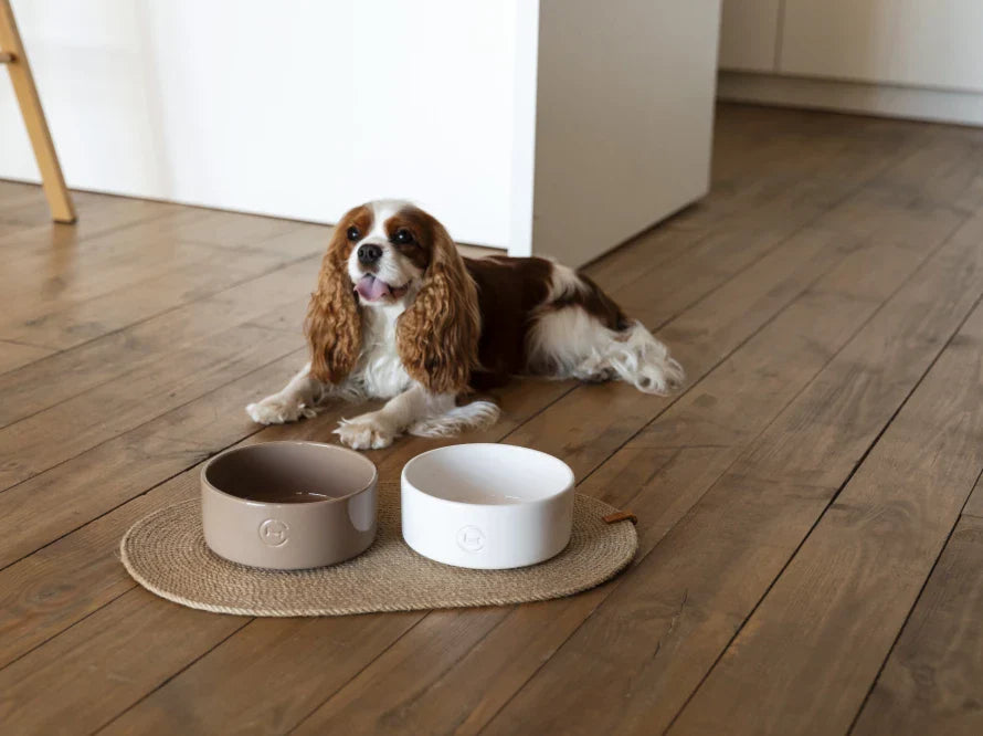 Ceramic Pet Bowl