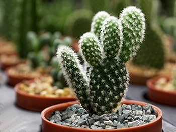 Zeolite | Bulk | Sizes 2-24 lbs. | Free shipping